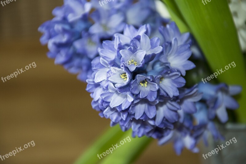 Hyacinth Spring Flower Blossom Bloom