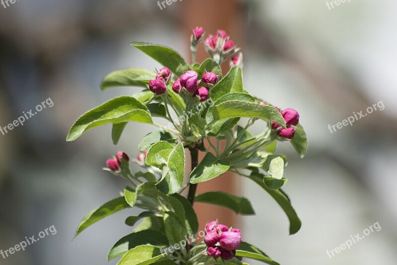 Blossom Bloom Pink Close Up Pink Flowers