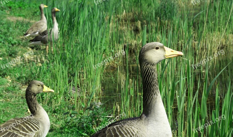 Goose Greylag Goose Animal Bird Poultry