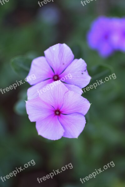 Flower Garden Lilac Flowers Plant