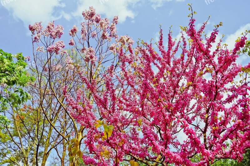 Chinese Judas Tree Judas Tree Tropics Exotic Pink