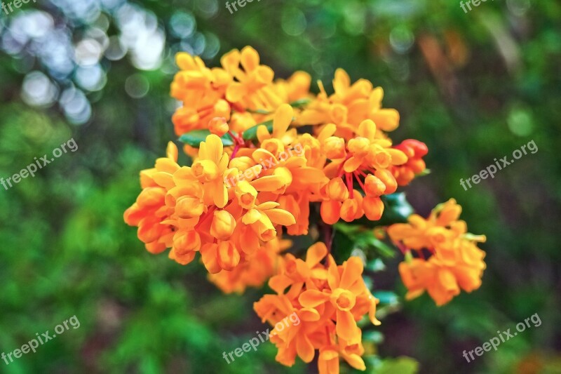 Barberry Plant Close Up Blossom Bloom