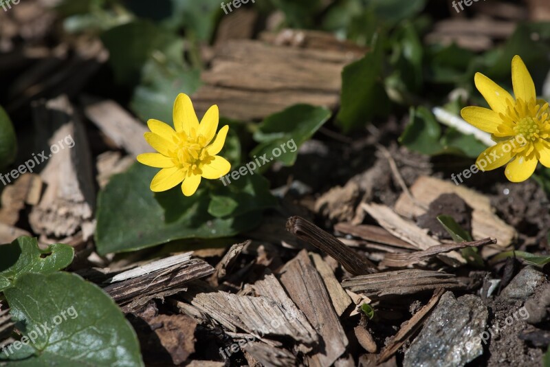 Celandine Yellow Nature Flower Blossom