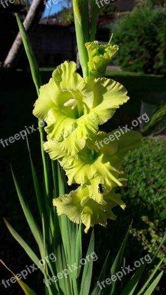 Flower Gladioli Green Garden Nature