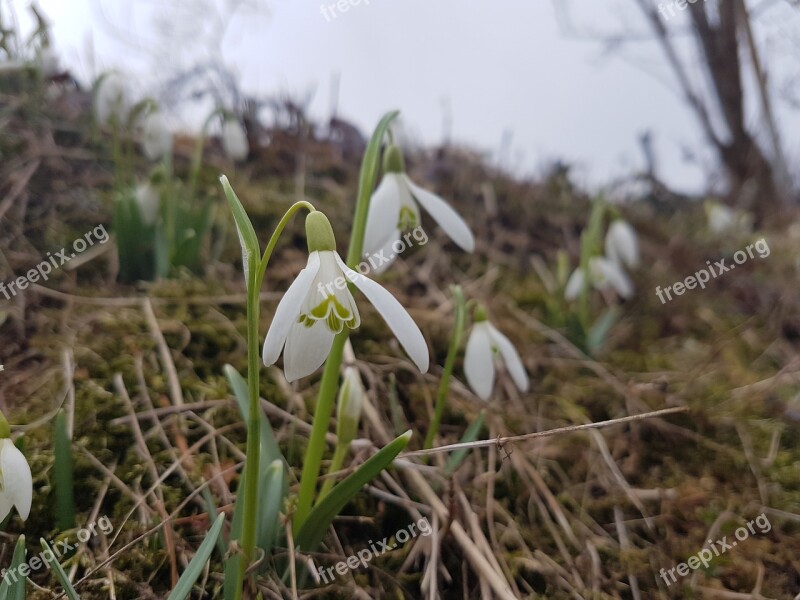 Spring Macro Snowdrop White Flowers