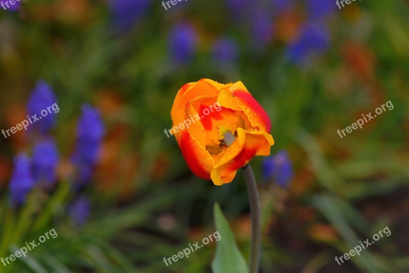 Tulip Spring Flower Blossom Bloom