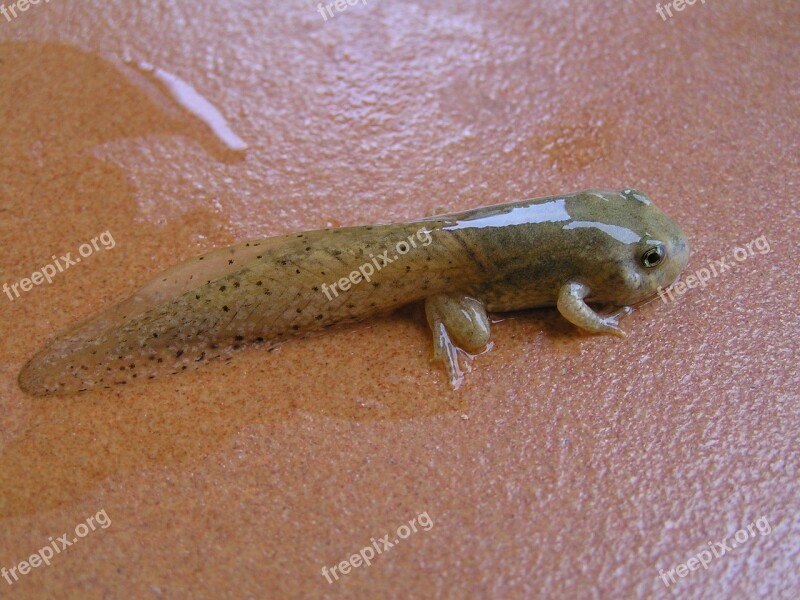 Tadpole Frog Amphibious Free Photos