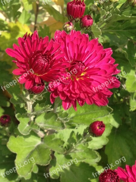 Gerbera Flower Blossom Bloom Pink