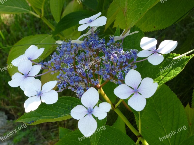 Hydrangea Flower Plant Blossom Bloom