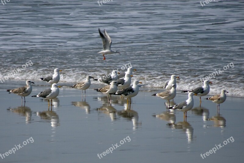 Bird Gull Heuglin's Gull Siberian Gull Larus Fuscus Heuglini