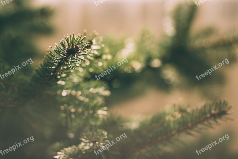 Pinheiro Nature Blurred Flying Araucaria