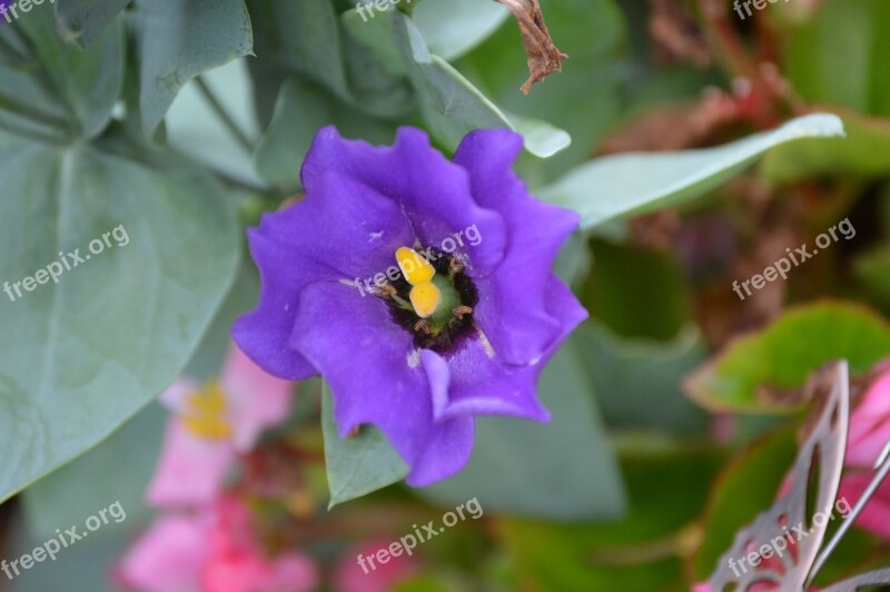 Texas Bluebell Lisianthus Free Photos