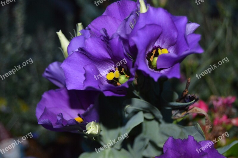 Texas Bluebell Lisianthus Free Photos