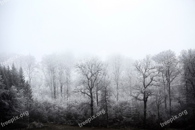 Winter Forest Frozen Snow Wintry