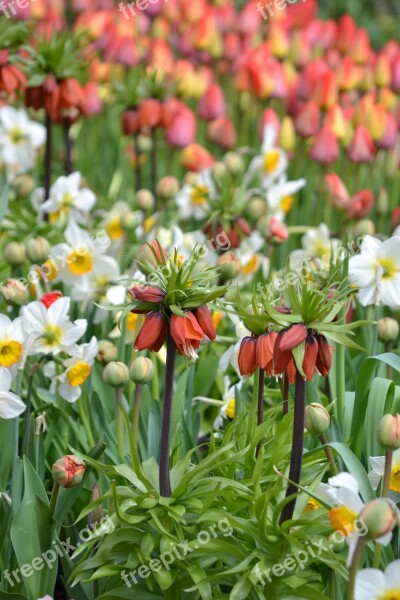 Spring Sea Of Flowers Flowers Garden Spring Flowers