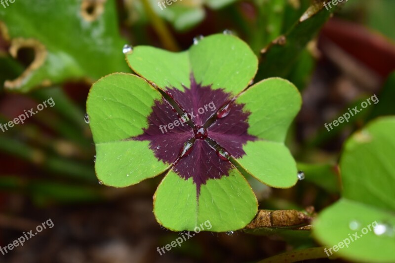 Good Luck Plant Nature Clover Free Photos