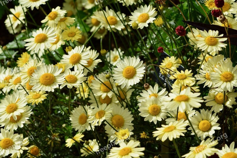 Daisies Blossoms Petals Flower Floral