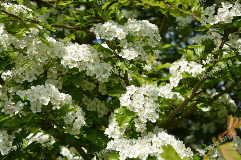 Flowers White The Hawthorns Shrub Nature