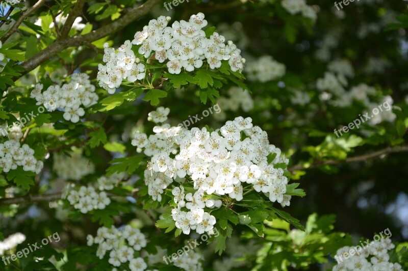 Flowers White The Hawthorns Shrub Green