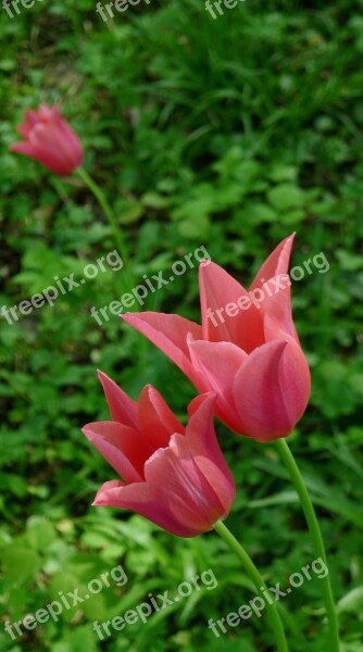 Open Tulips Pink Tulips Garde Springtime Free Photos