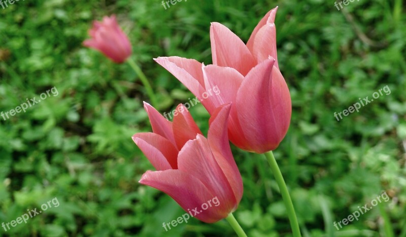 Open Tulips Pink Tulips Garde Springtime Free Photos