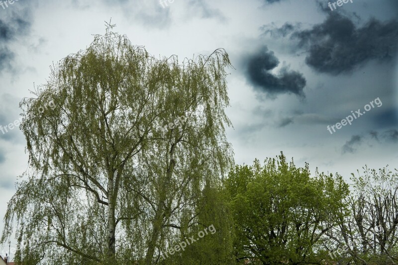 Birch Crown Nature Trees Sky