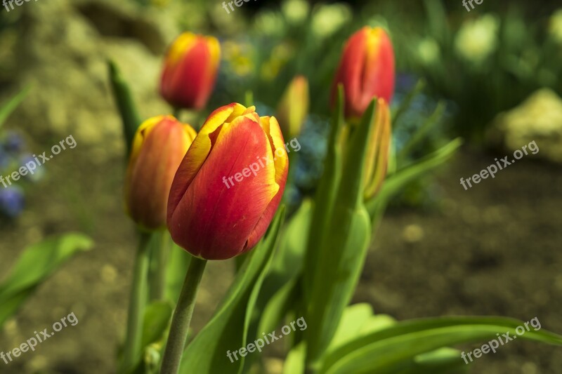 Tulips Tulip Spring Flower Flowers