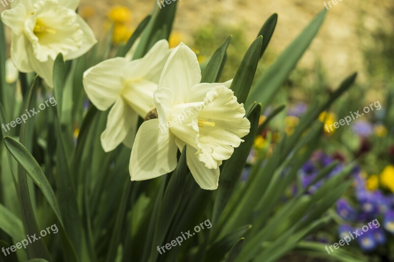 Daffodils Narcissus Spring Flower Close Up