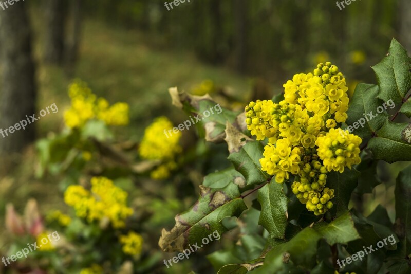 Yellow Flower Yellow Flowers Yellow Blossom Bloom