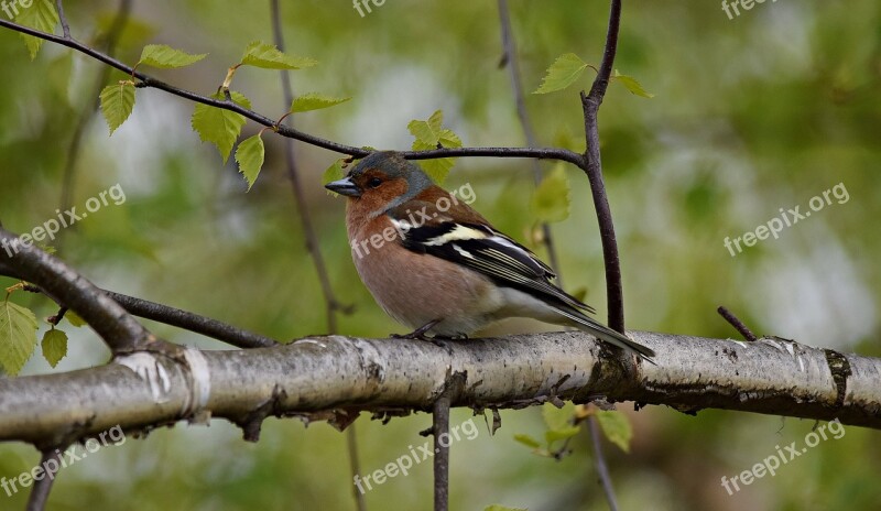 Chaffinch Bird Tree Nature Branches