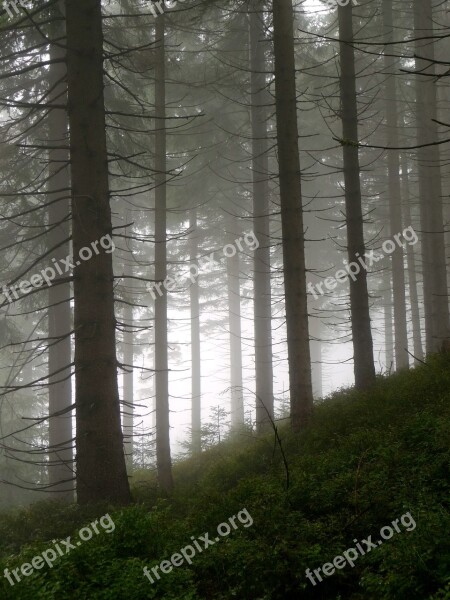 Forest The Fog Nature Dark Mountains