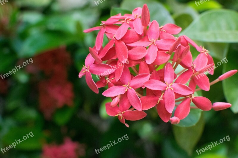 Flowers Pink Flowers Pink Floral Nature