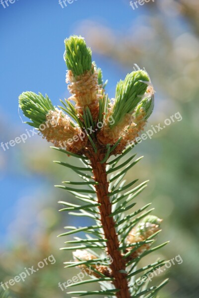 Spring Spruce The Puck Free Photos