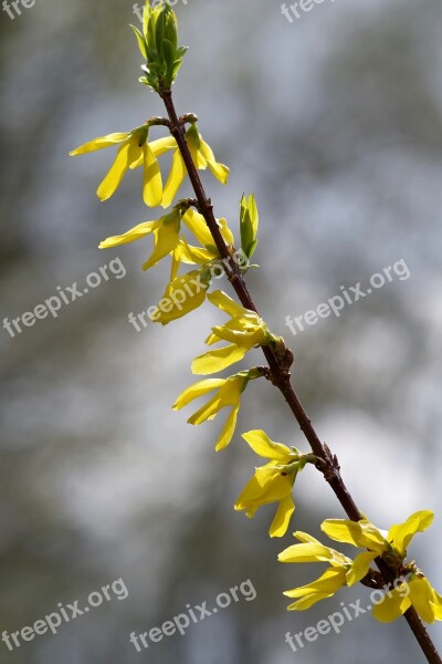 Forsythia Yellow Flowers Spring Bush