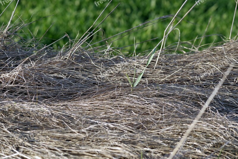 Dry Grass Lawn Dried Green Spring