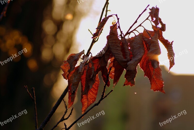 Dry Leaves Branch Brown The Sun Evening