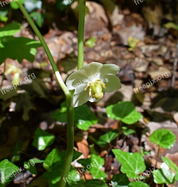 May Apple Flower Plant Flower Blossom Bloom