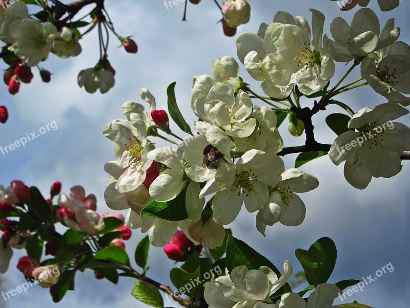 Blossom White Blossom Pink Button Bloom Spring