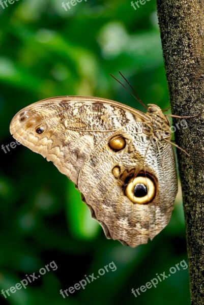 Butterfly Exotic Insect Tropical Wing