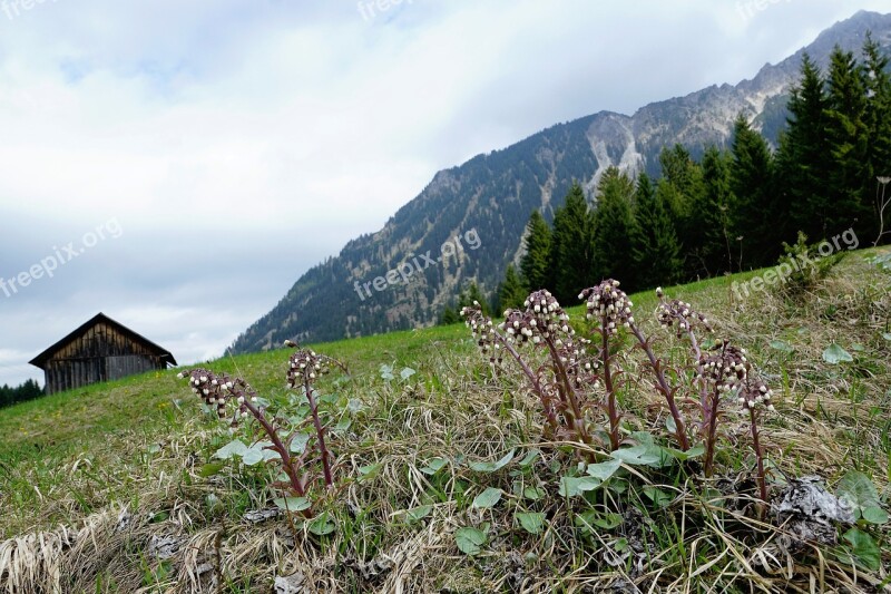 Meadow Mountains Allgäu Behind Stone Germany