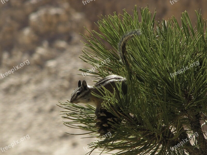 Chipmunk Jump Pine Free Photos