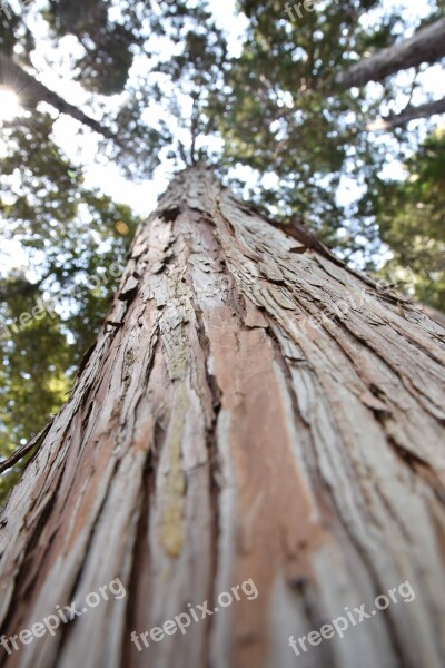 Tree Wood Nature Nikon Sigma