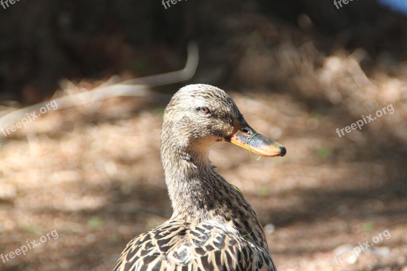 Duck Nature Texas Wildlife Bird