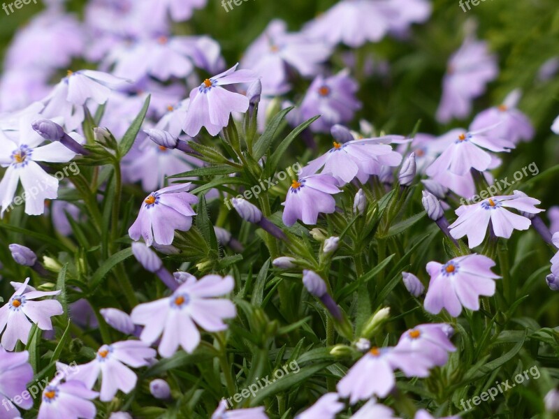 Spring Flowers Meadow Nature Violet Crocus