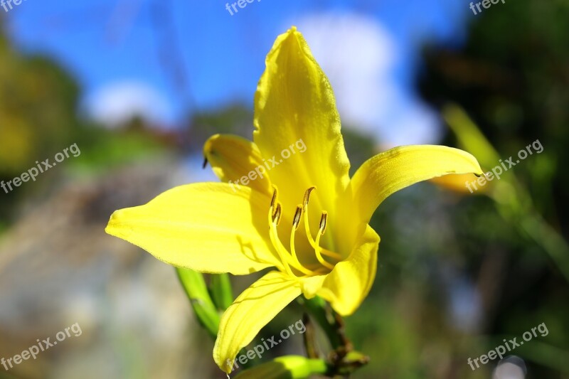 The Garden Flower Gold Yellow Free Photos