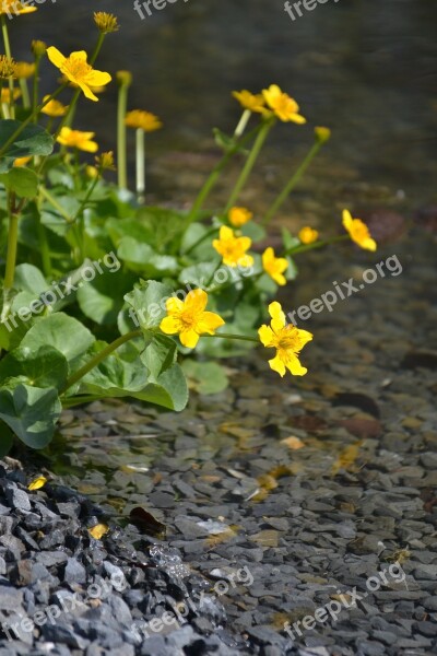 Water Watercourse Landscape Flowers Trickle