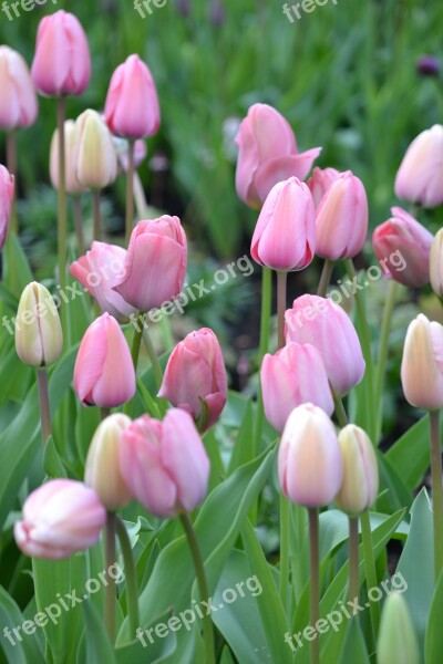 Tulips Pink Nature Flowers Close Up