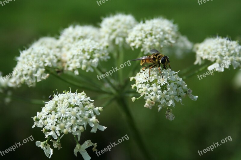 Wasp Flower Summer Insects Macro