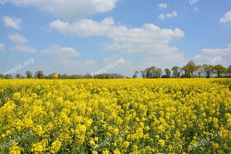 Yellow Flowers Rapeseed Sky Blue Yellow