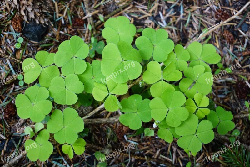 Shamrocks Forest Floor Nature Green Spring